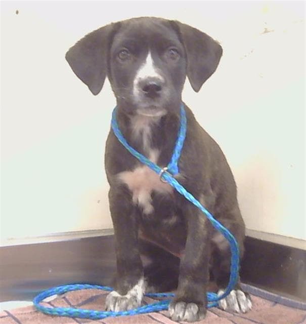 Unknown - Australian Cattle Dog/Blue Heeler