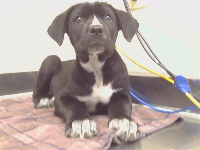 Unknown - Australian Cattle Dog/Blue Heeler