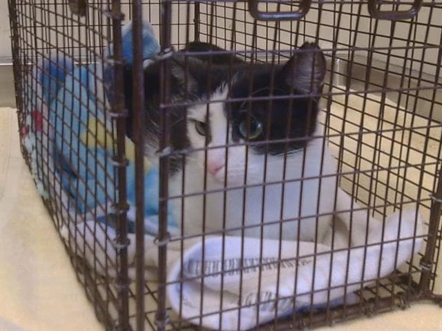 Unknown - Domestic Short Hair