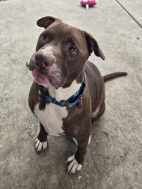 Woodie - Pit Bull Terrier