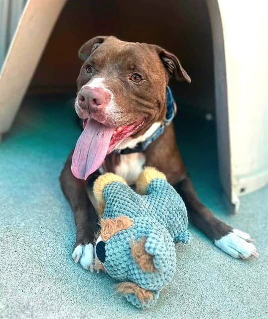 Woodie - Pit Bull Terrier