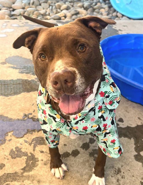 Woodie - Pit Bull Terrier