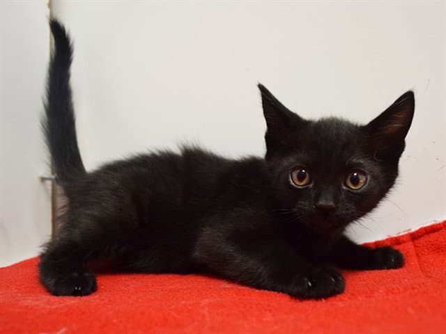 Archimedes - Domestic Short Hair
