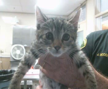 Bubbles - Domestic Short Hair