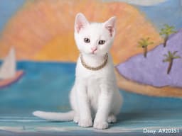 Daisy image 1