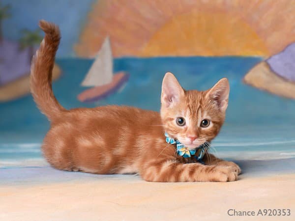 Chance - Domestic Short Hair