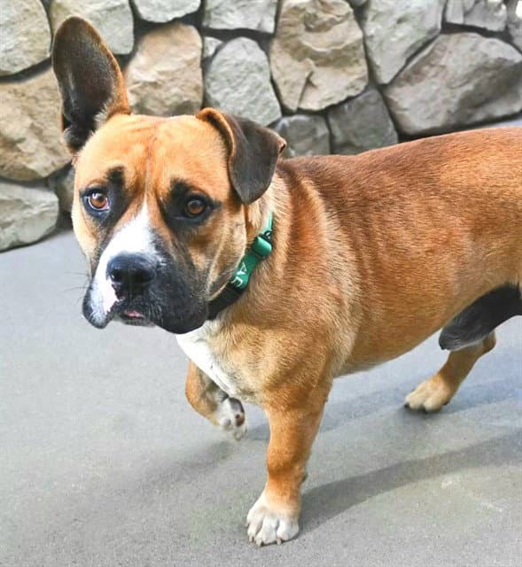 Short Stack - Pit Bull Terrier