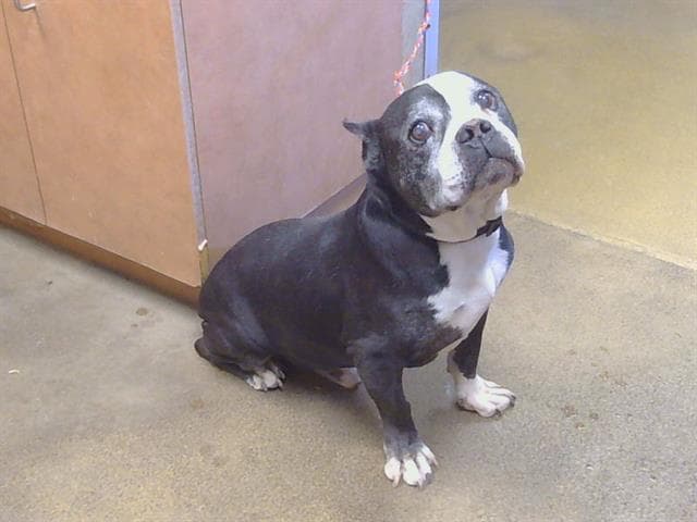 Jackpot - Pit Bull Terrier