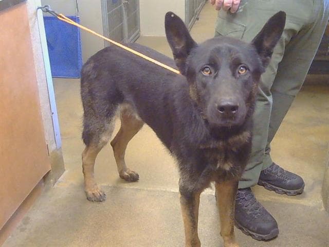 Caspian - German Shepherd Dog
