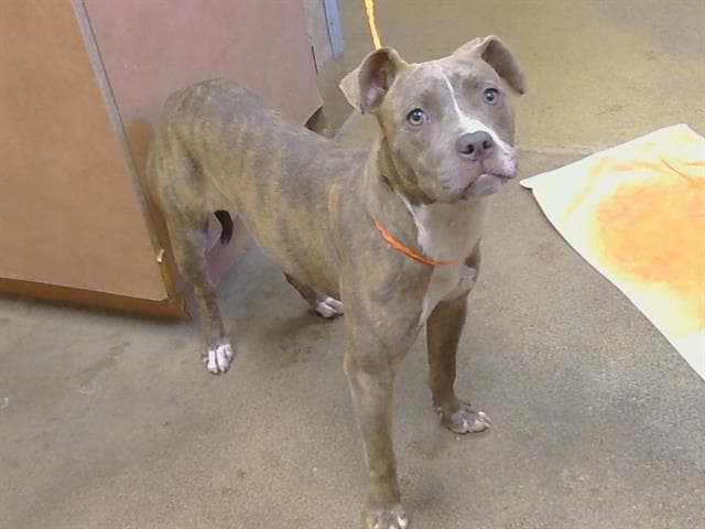 Minnie - Pit Bull Terrier