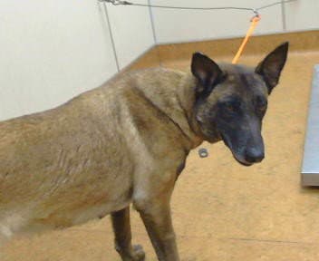 Cheerio - Belgian Shepherd Malinois