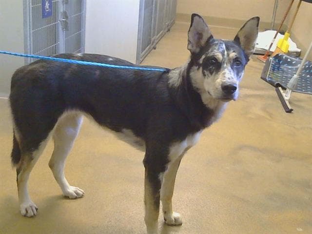 Katia - Siberian Husky