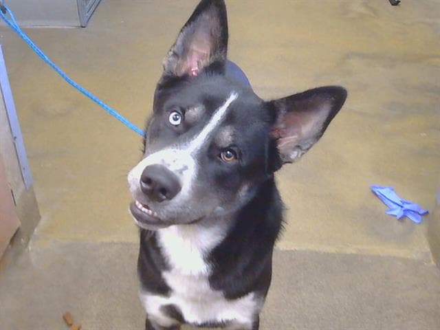 Unknown - Siberian Husky