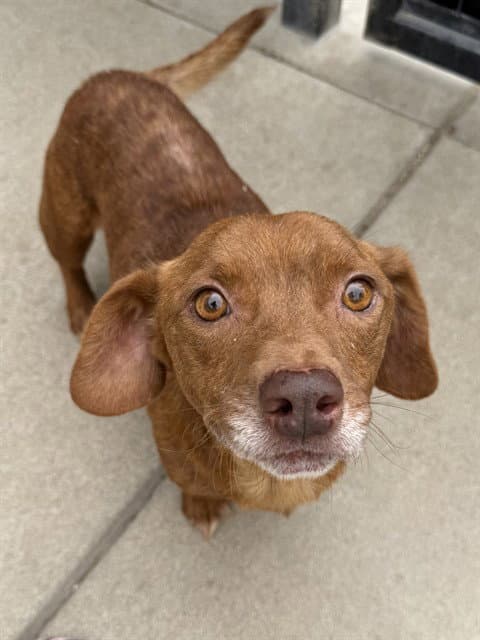 Sam Elliot - Dachshund