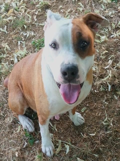 Bailey - Pit Bull Terrier