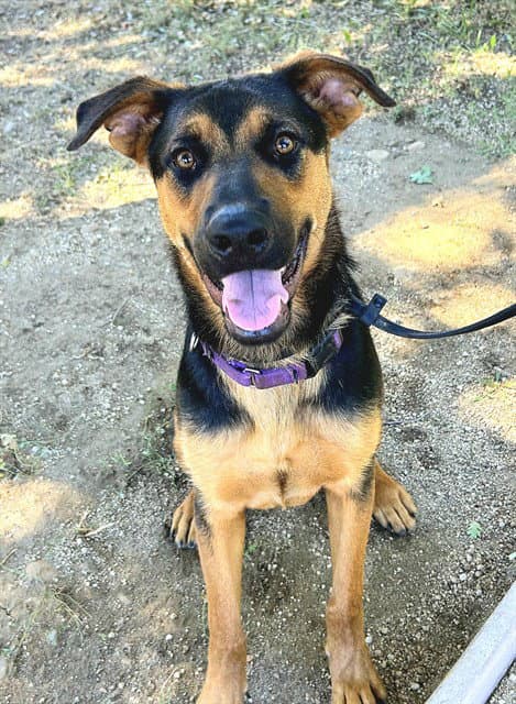 Buddy - German Shepherd Dog