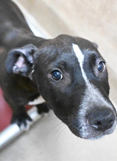 Unknown - Pit Bull Terrier