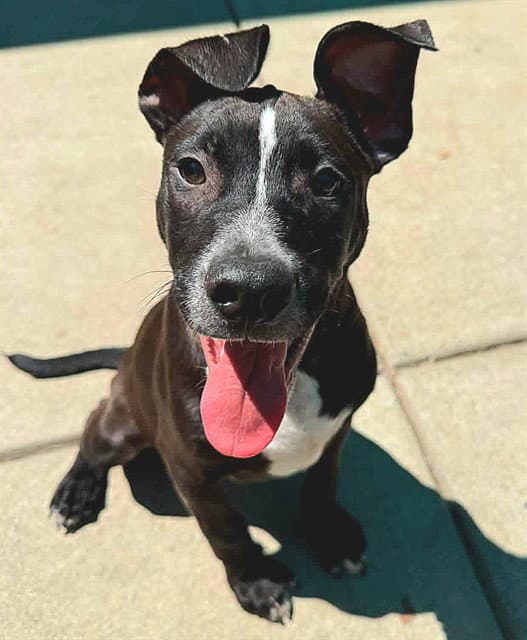 Unknown - Pit Bull Terrier