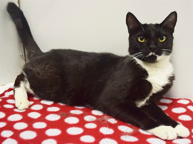Inky - Domestic Short Hair
