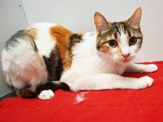 Sativa - Domestic Short Hair