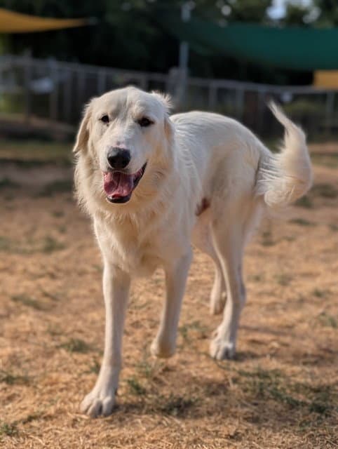 Unknown - Great Pyrenees