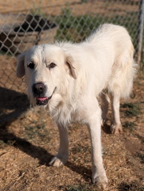 Unknown - Great Pyrenees