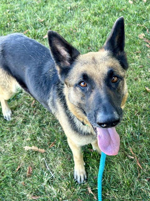 Unknown - German Shepherd Dog