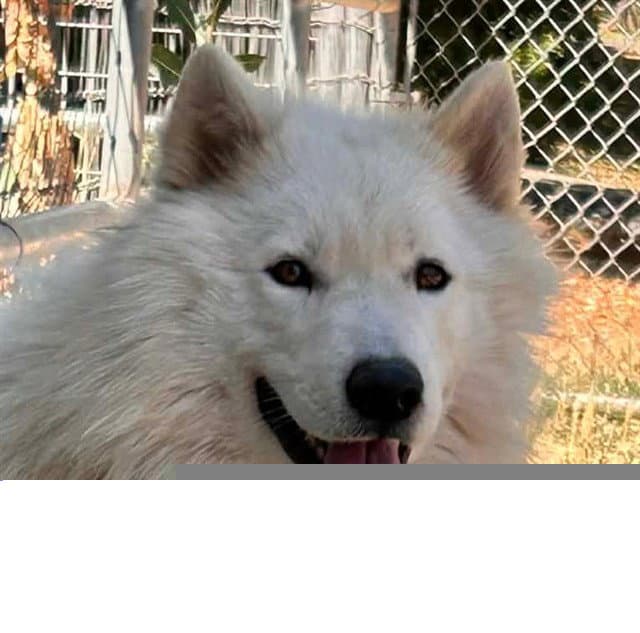 Frosted Flakes - Siberian Husky
