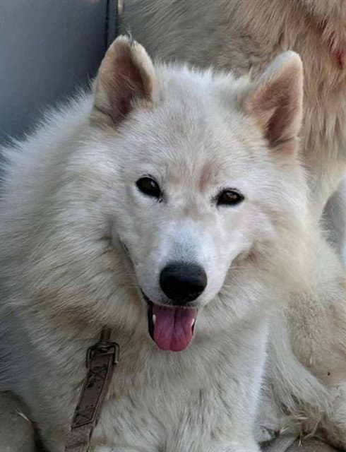 Waffle Crisps - Siberian Husky