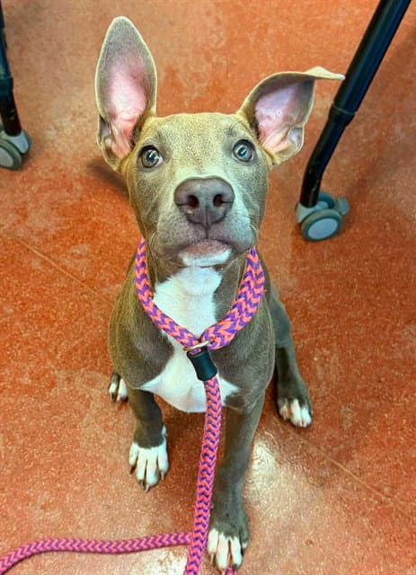 Lilliana - Pit Bull Terrier