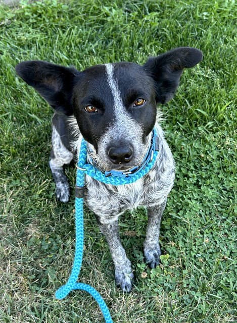 Angel Cakes - Australian Cattle Dog/Blue Heeler