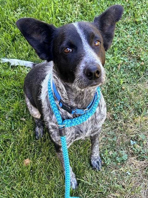 Angel Cakes - Australian Cattle Dog/Blue Heeler