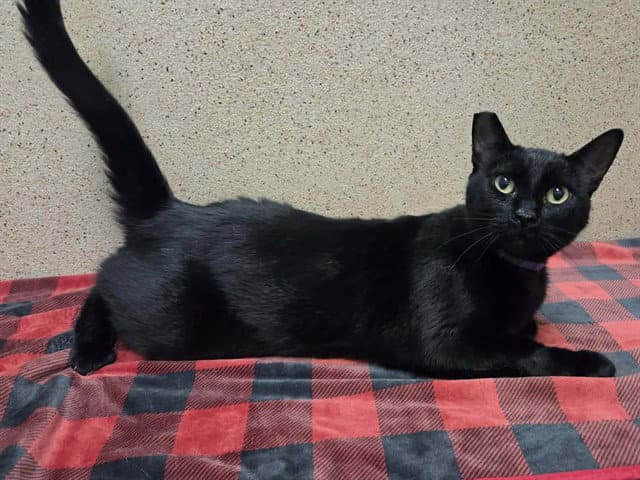 Marci - Domestic Short Hair
