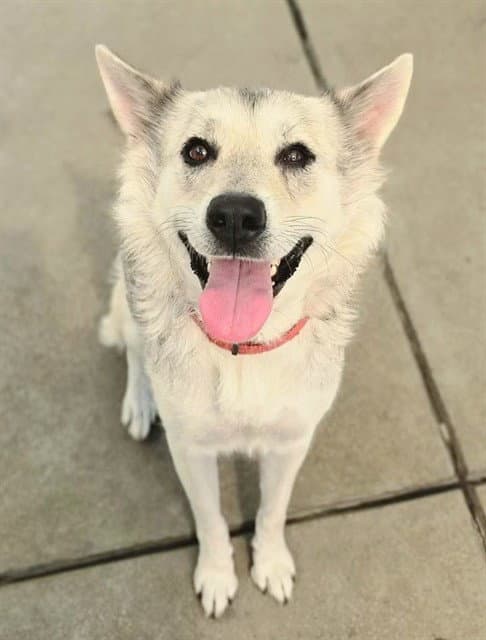 Ariel - Siberian Husky