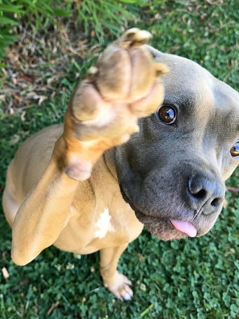 Seal - Pit Bull Terrier