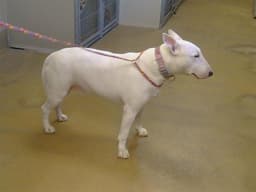 Jill image 1