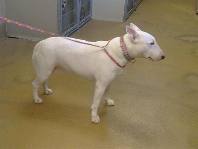 Jill - Bull Terrier