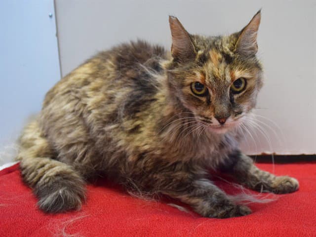 Mckenzie - Domestic Long Hair