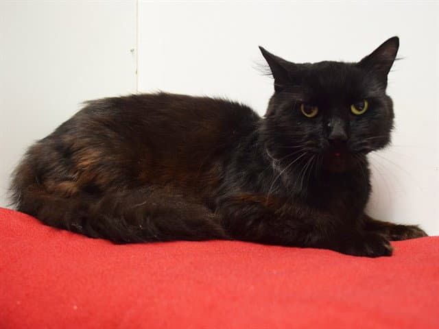 Sheldon - Domestic Short Hair