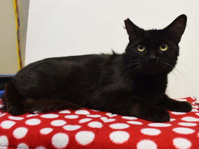 Unknown - Domestic Medium Hair
