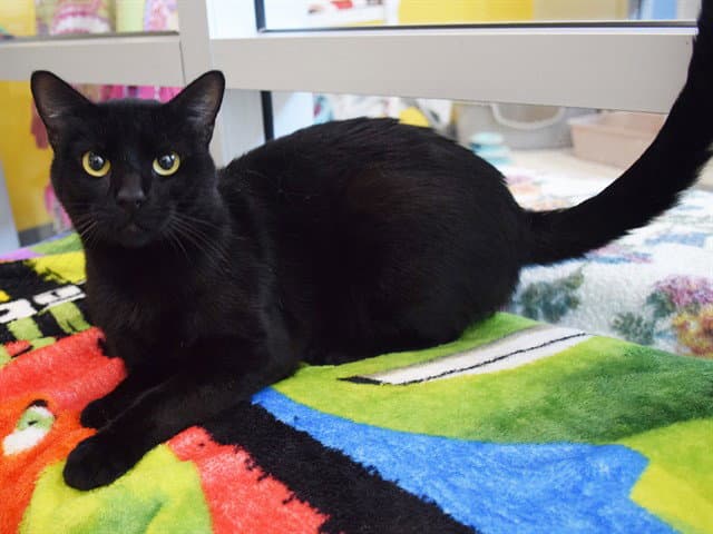Ninja - Domestic Short Hair
