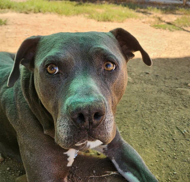 Unknown - Pit Bull Terrier