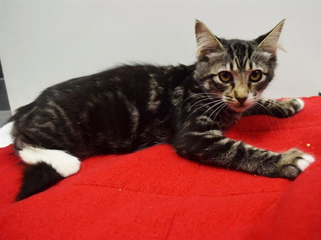 Fox - Domestic Medium Hair