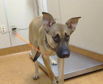 Unknown - German Shepherd Dog