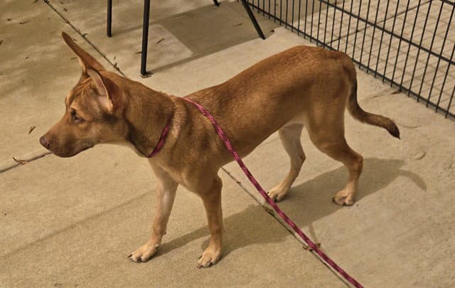 Unknown - German Shepherd Dog