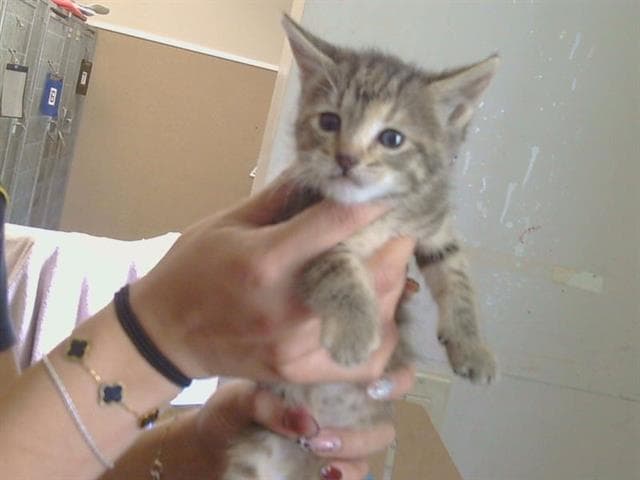 Nala - Domestic Short Hair