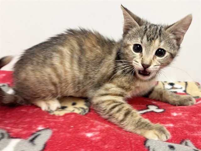 Nala - Domestic Short Hair
