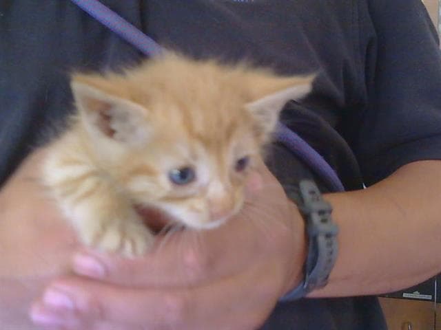 Simba - Domestic Short Hair
