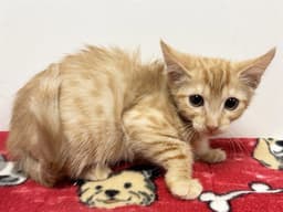 Simba image 1