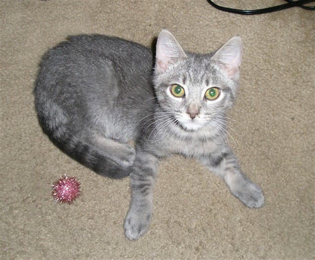 Oliver Wobbs - Domestic Short Hair